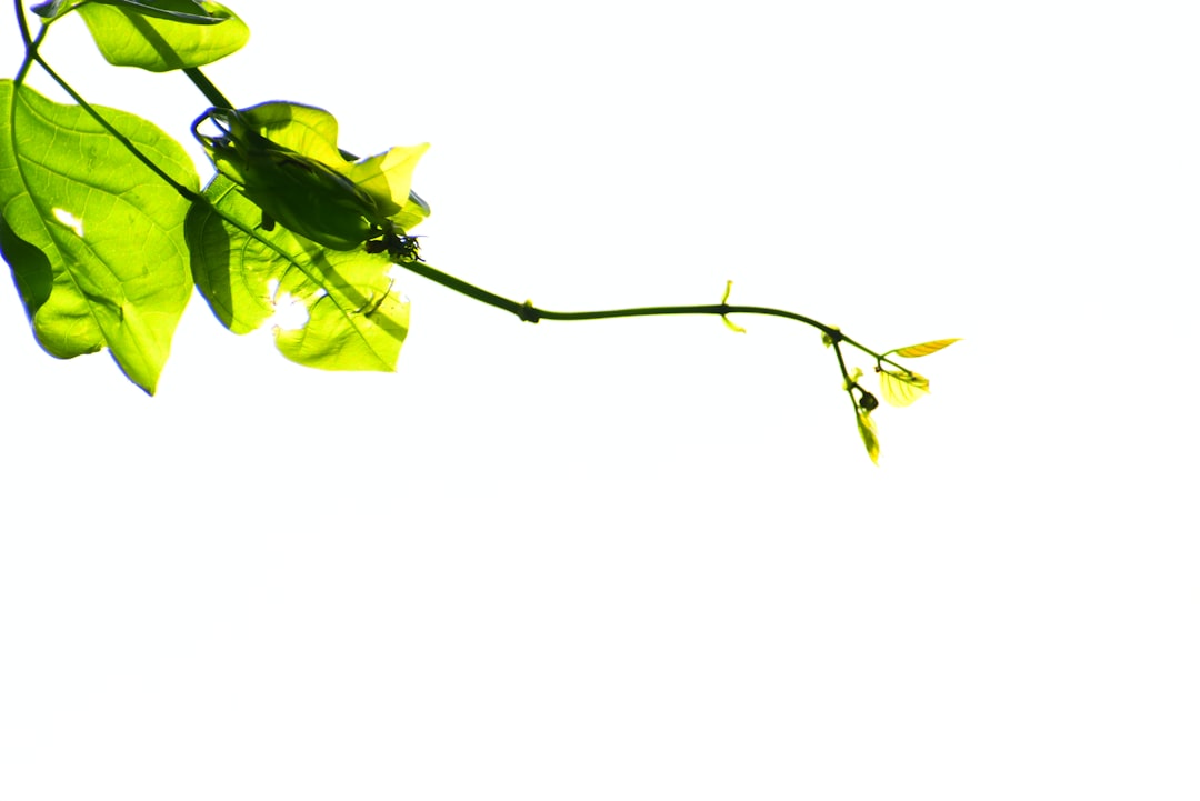 transparent background editing