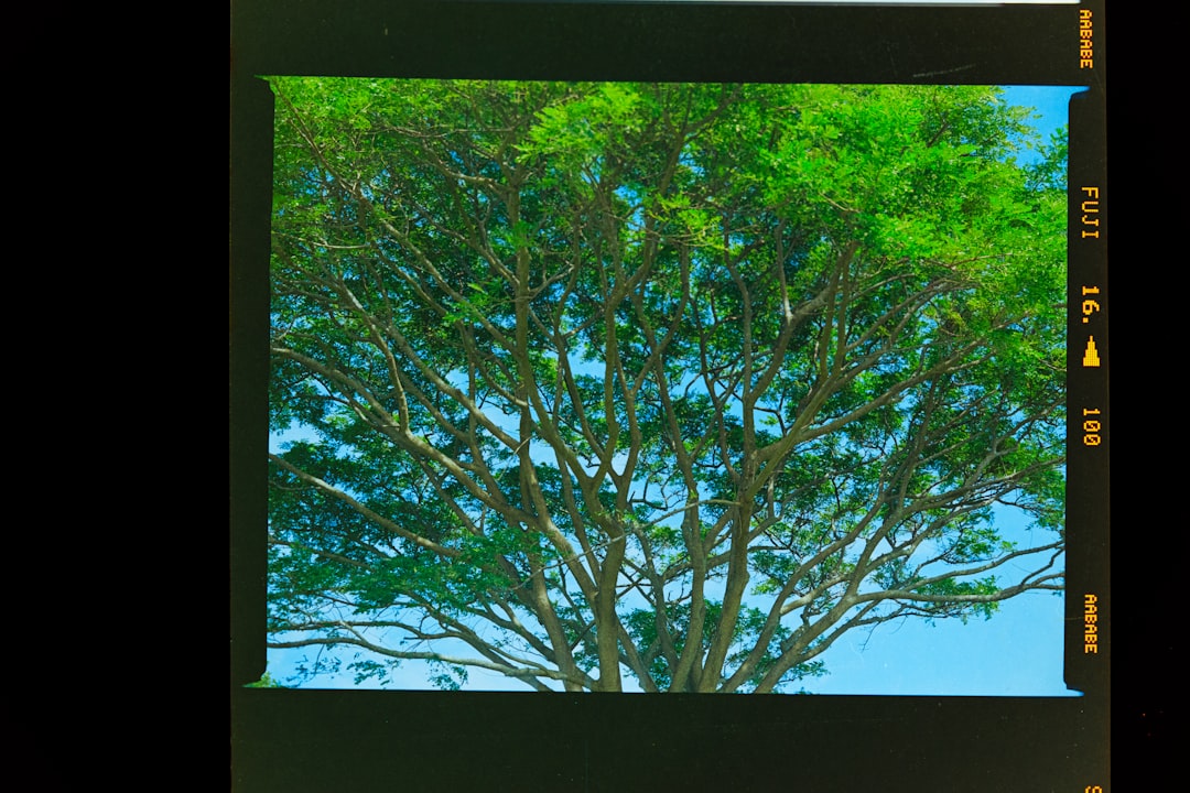 image adjustment brightness